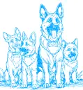 dog German Shepherds 