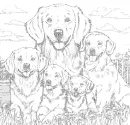 dog Golder Retrievers 