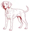 dog Labrador 