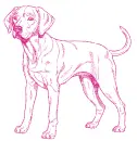 dog Labrador 