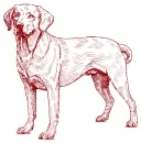 dog Labrador 