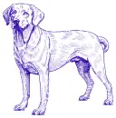 dog Labrador 