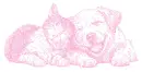 cat and dog
