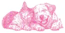 cat and dog