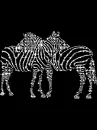 zebras