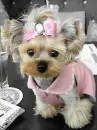 cute dog