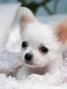 cute dog