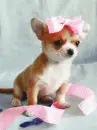 cute dog