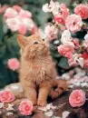 kitten