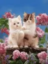 kitties