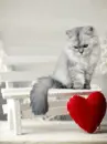 kitten