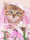 cute kitten