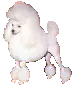 white poodle