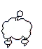 white poodle