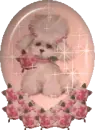sparkle poodle