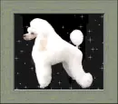 white poodle on a picture frame