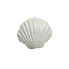 sea shell
