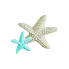 star fish