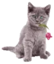 kitten with a rose