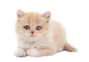 cute kitty