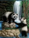 panda bears