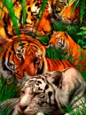 tigers