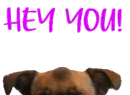 hey you