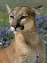 puma