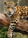leopard cub