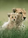 cheetah and cub