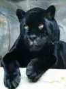 black panther