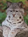 lynx