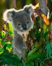 koala