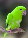 parrot