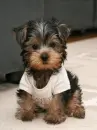puppy