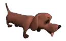 walking 3d dog