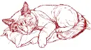 cat