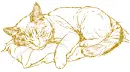cat