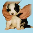 irl puppy with hands petting them