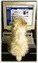 puppy using a computer