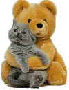 teddy bear and his cat
