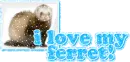 I love my ferret