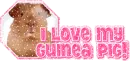 I love my guinea pig