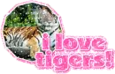I love tigers