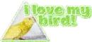 I love my bird