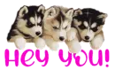 hey you