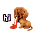 hi