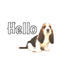 hello