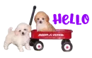 hello
