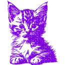 kitten